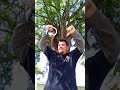 VIDEOTORAPPERSYOUNGBLOODZS 2005SONGIFYOUDONTGIVEADAMN WEDONTGIVEAFUCK ROADBOOKIN201920205 11 19