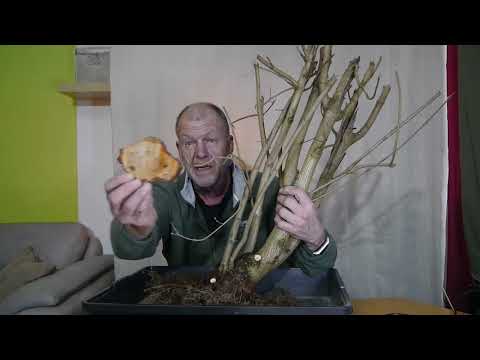 Yamadori 2023/24 langsamer Ausklang der Saison Teil 1