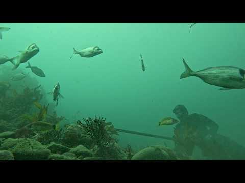 Speerfischen ist der beliebteste Ort in Wellington, Neuseeland