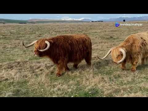 Scotland's Must-See Wonders: Your Ultimate Travel Guide!