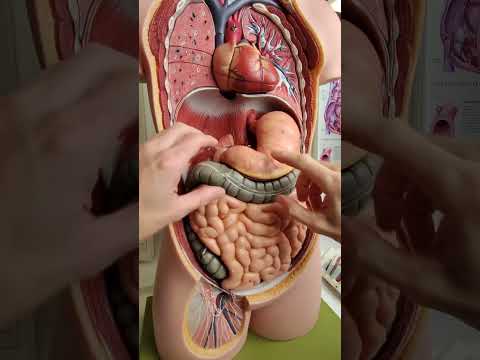 Where is the small intestine? #anatomy