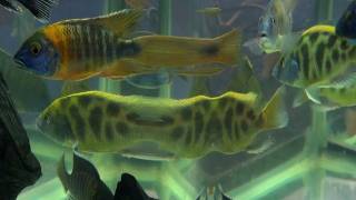 Venustus and Kadango Cichlid