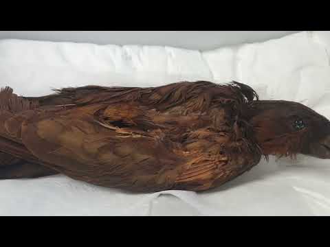 Norfolk kaka - Nestor productus, vyhynutý papagáj
