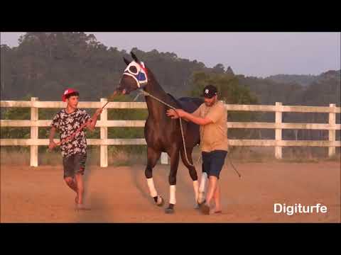 Apresentação Animais GP Cidade Vespasiano Corrêa-RS