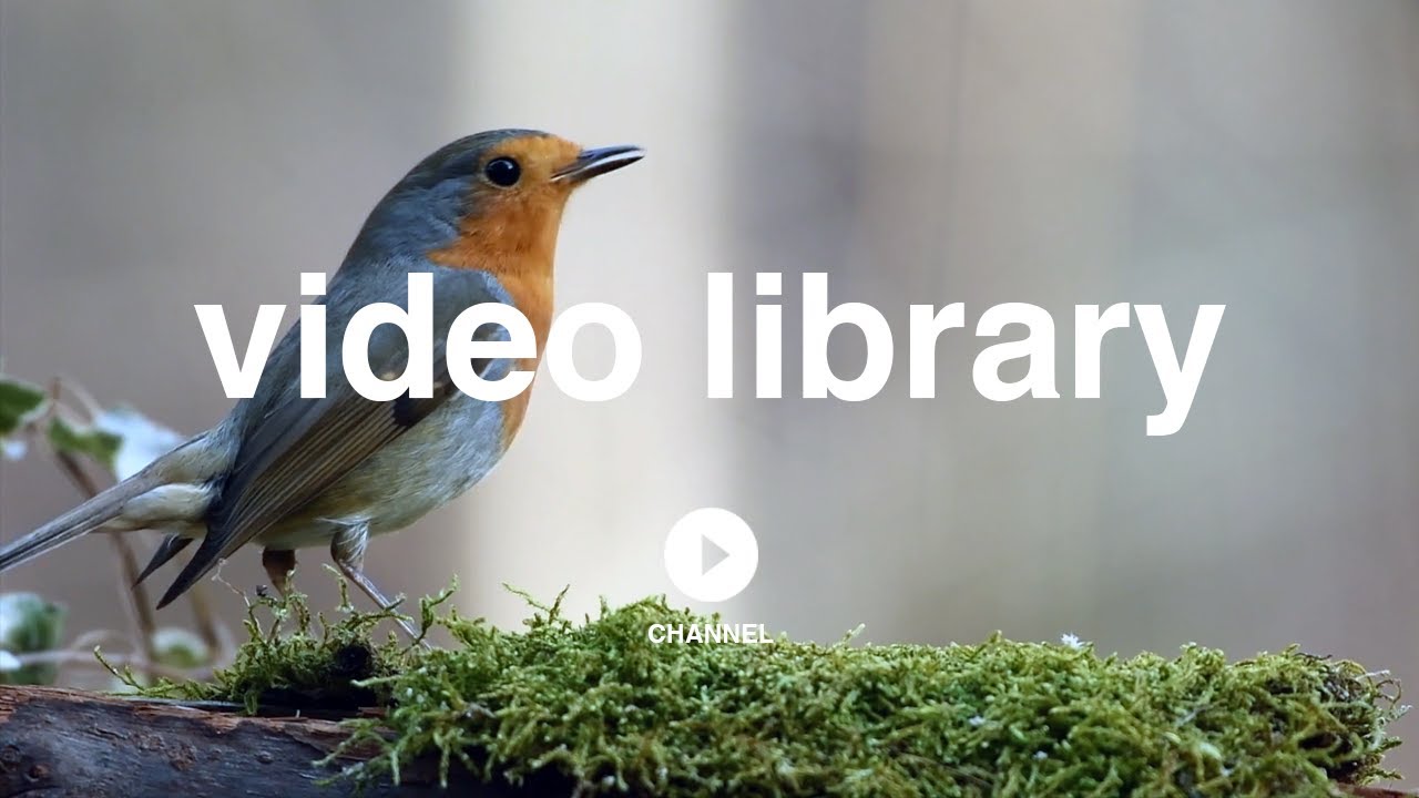 Bird Feeding On Grass - Adriano Marques (No Copyright Video Footage)