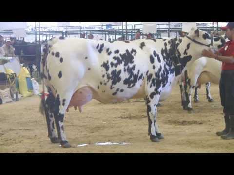 Ganado Normando - III - Agroexpo 2013. vealo en HD