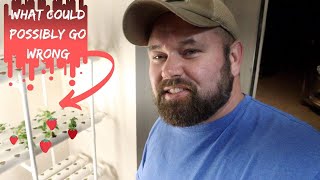 (GROW INDOORS) Amazons Strawberry Hydroponic PVC System, Grow The Best Strawberries