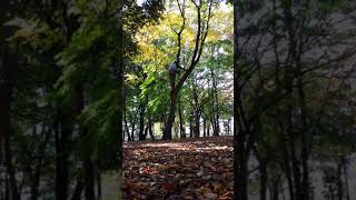 木登り