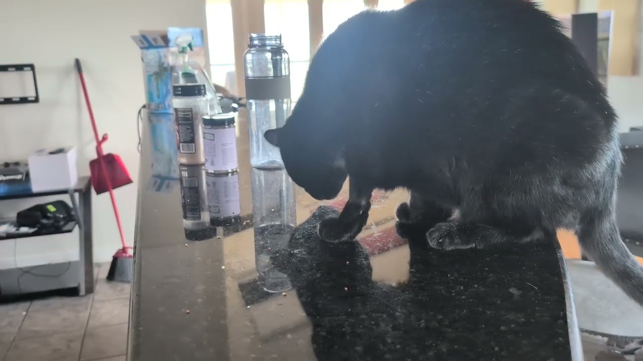 An unforgivable creature: and a very bad cat