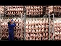 8,9 Billion Broiler Chickens In America Are Produced This Way - Chicken Farming