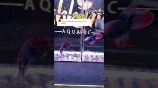 Download lagu Differences Between Young and Old Betta Fish!! mp3 Download lagu Differences Between Young and Old Betta Fish!! mp3
