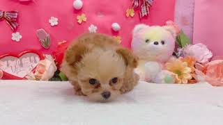 ハーフ犬の動画01