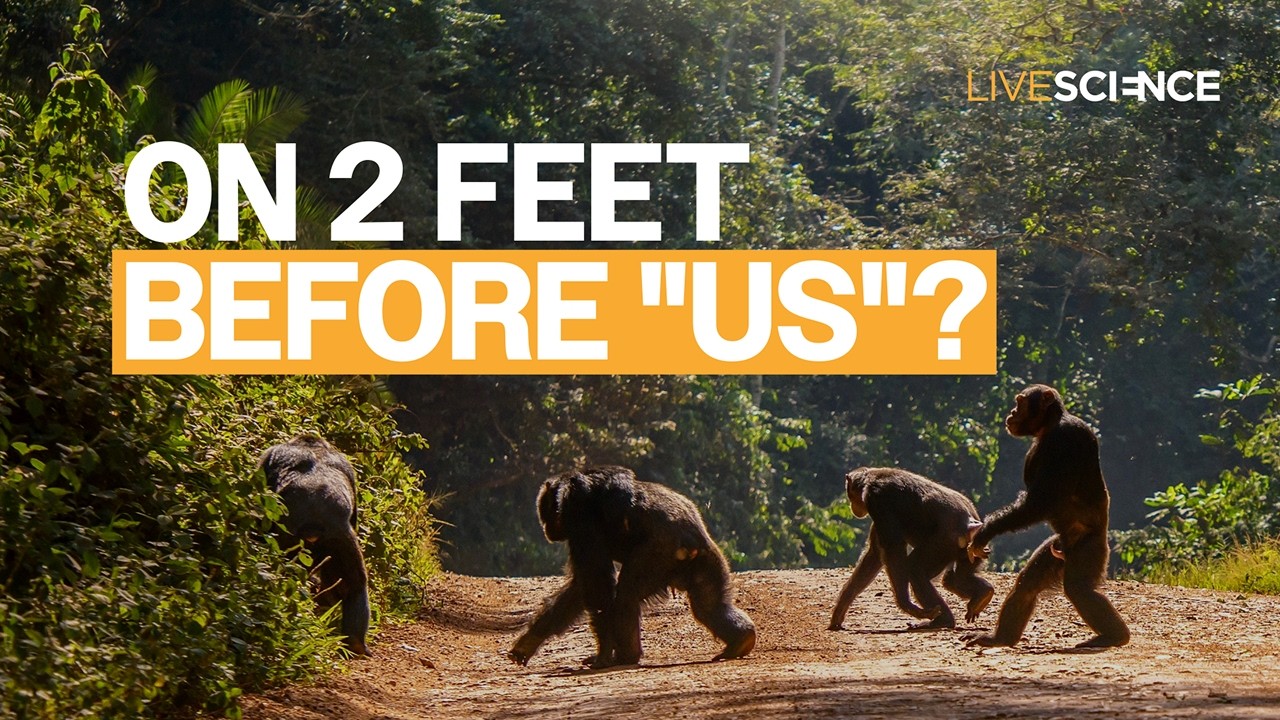 When did walking upright become human?