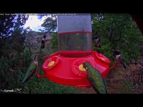 Afternoon Feeding Frenzy In The Davis Mountains – May 9, 2018