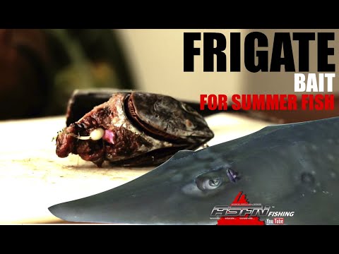 Frigate Bait for summer fish | ASFN Baits & Traces