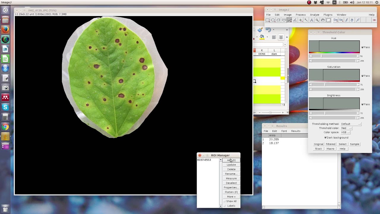 Measuring healthy/diseased leaf area with ImageJ - Calcular area foliar sana/enferma con ImageJ