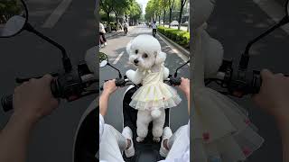 Download lagu Pengemudi Skuter Paling Imut yang Akan Anda Temui Hari Ini, Tunggu Saja Senyumnya mp3 Download lagu Pengemudi Skuter Paling Imut yang Akan Anda Temui Hari Ini, Tunggu Saja Senyumnya mp3