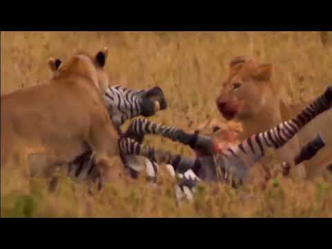 | The Best Crocodile Attack On Lion | Lion Vs Zebra |  Crocodile Vs Zebra | By M Creation