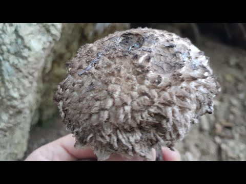 STARAC U SUMI-GLJIVA Strobilomyces strobilaceus