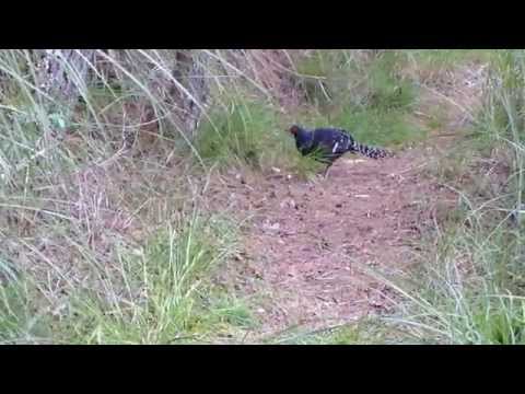 合歡越嶺道_大禹嶺段_巧遇帝雉_Part 1