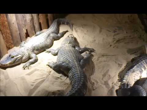 Jungle Life Onride HD - Tilburgse Kermis 2013