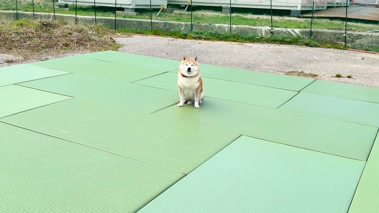 柔道場の要らなくなった畳をもらいました