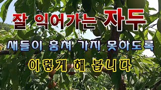 [텃밭농부 1,542]  자두가 빨갛게 익어 갈 때. 새들의 공격을 막는 방법. #자두재배