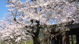 preview picture of video '福岡県朝倉市郊外にある夕月神社の桜'