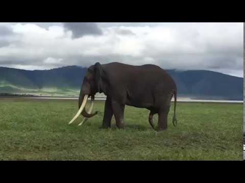 1Safaris Tailor made Five legs of elephants