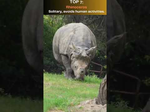 Top 10 Most Shy Animals On Earth