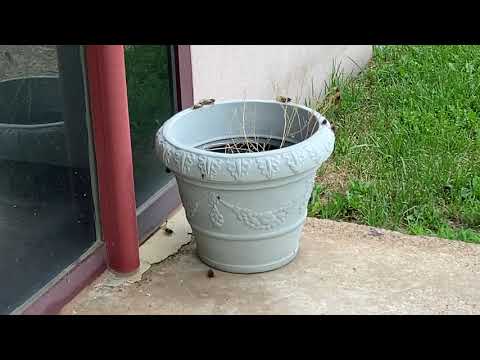 Brood X Cicadas Have Arrived in New Jersey