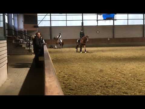 Saloua (Stute von Soliman)