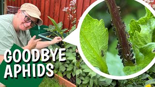 How I control aphids
