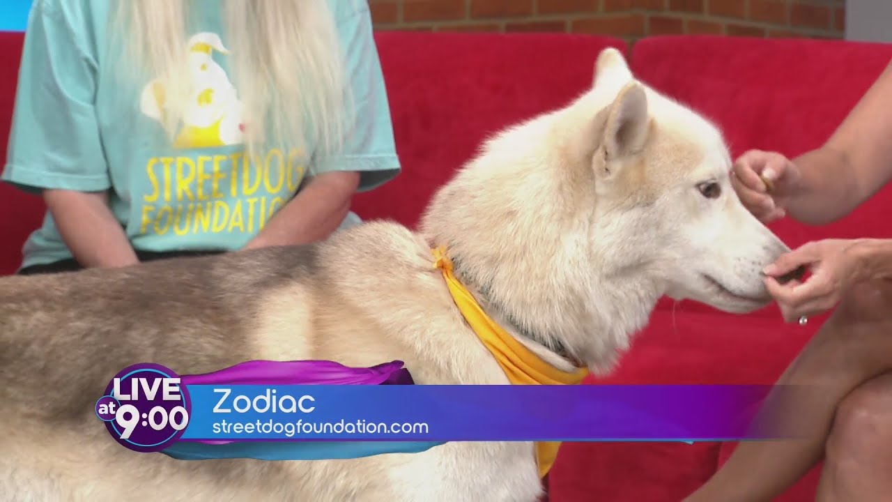 Meet Zodiac: Husky mix rescue needs a forever home