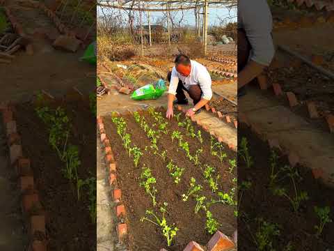 Celery Planting Step by Step #plants #shorts