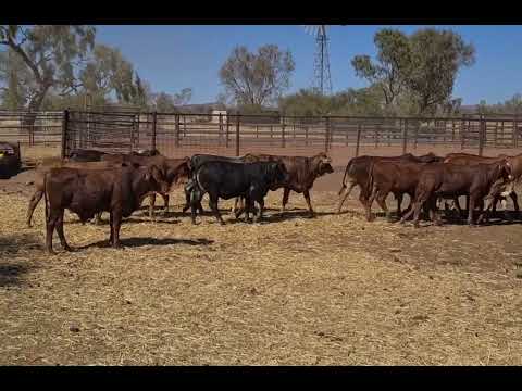 Bushy Park Mixed Sex Weaners - AuctionsPlus 18/3/22 V1