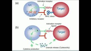 Natural Killer Cells: How Do They Kill Selectively