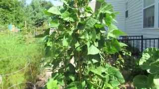 Growing Pole Beans Easily in Small Spaces and Yeah... Up Poles! - TRG 2014