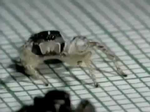 Pete, the dancing spider.
