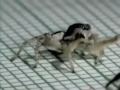 Pete, the dancing spider (mythragon) - Známka: 1, váha: obrovská