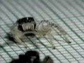 Cuban Spider 