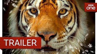 Big Cats: Trailer - BBC One