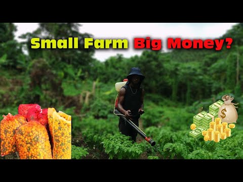 How Much Can You Make Growing Hot Peppers in JAMAICA $****,000.OO