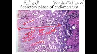 FEMALE GENITAL SYSTEM HISTOLOGY DATA SHOW 2015 (PART 2)