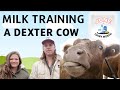 Milk Training a Dexter Cow: We Did IT!