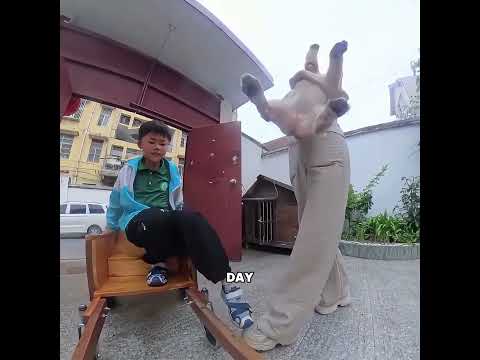 This dog is busier than anyone else #pets #cute #funny #shorts