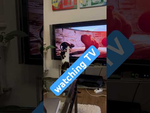 watching movie Flow 🫧🐾 #animation #cat #movie #film #catvideos #flow #flowmovie #cats