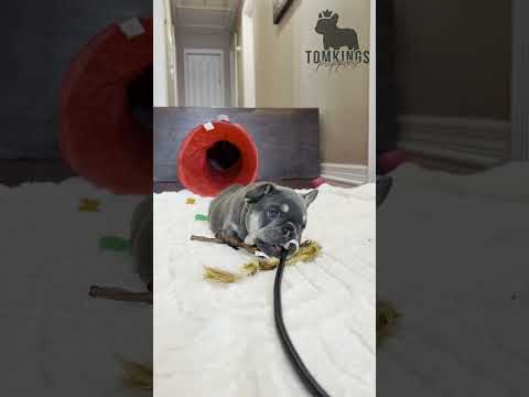 Video 1