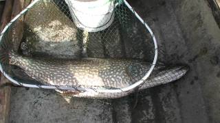 preview picture of video 'Fishing - 26lb Pike caught on Lough Derg Part 2'