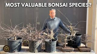 Transforming Old Korean Hornbeam Stumps into Bonsai & Why Korean Hornbeam Bonsai Are So Valuable